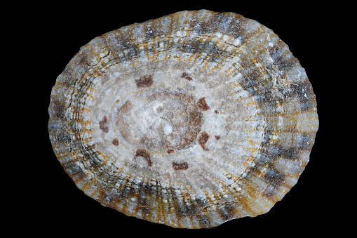 Close-up picture of a common limpet (Patella vulgata) on a black background