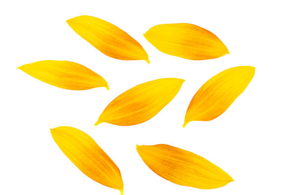 istock sunflower petals isolated 1417017759