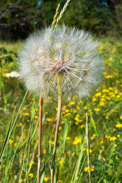 istock dandelion growing in the meadow in summer 1417017872
