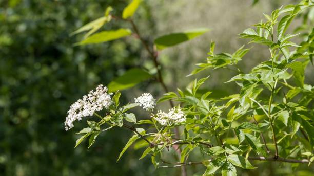istock Flowers in a summer garden 1417018031