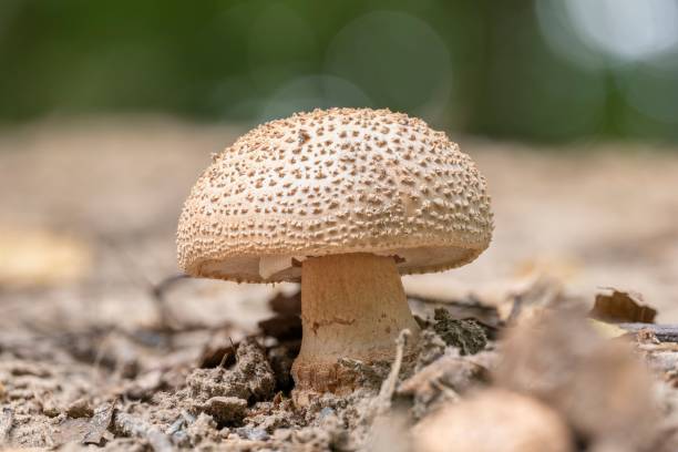 Fresh blusher mushroom (Amanita rubescens) A Fresh blusher mushroom (Amanita rubescens) growing on sandy soil amanita rubescens stock pictures, royalty-free photos & images