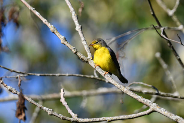 istock Female or juvenile Canada Warbler 1417018758