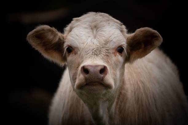 istock Closeup of a white cute calf looking at a camera 1417018766