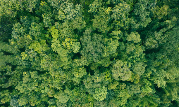 Aerial top view forest tree, Rainforest ecosystem and healthy environment concept and background, Texture of green tree forest view from above. stock photo