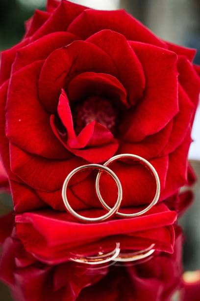 istock Vertical closeup of two marriage rings on a beautiful red rose on a reflective surface 1417019700