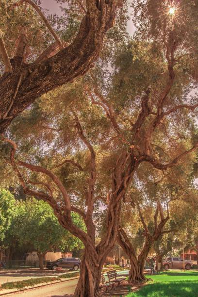 istock old olive trees grow in Israel 1417019707