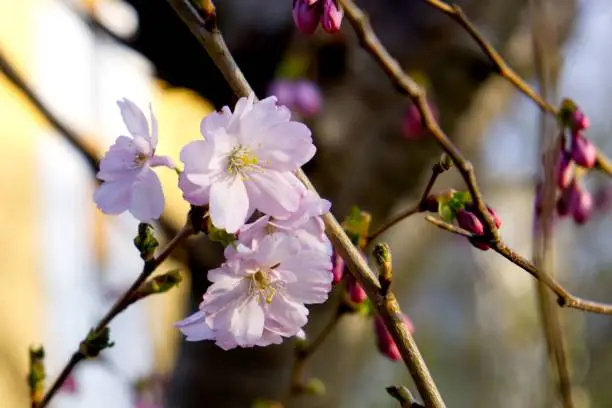A closeup of Prunus subhirtella, the winter-flowering cherry.