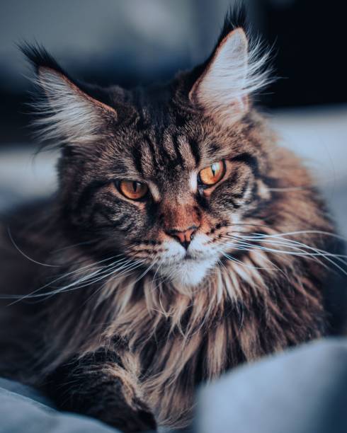 istock Gray Maine Coon resting on bed 1417020172