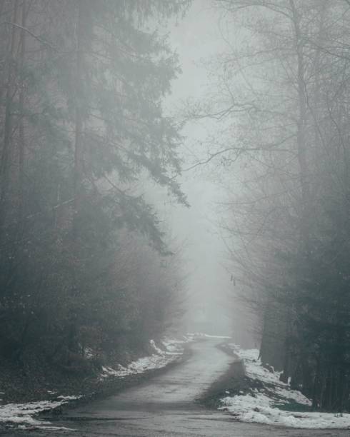 istock Road in a dense forest on a foggy day 1417020398
