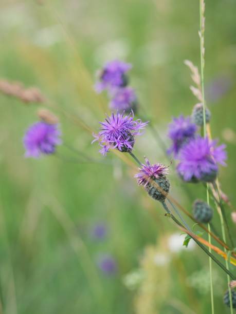 istock Purple cornflower in the meadow with bokeh background 1417020595