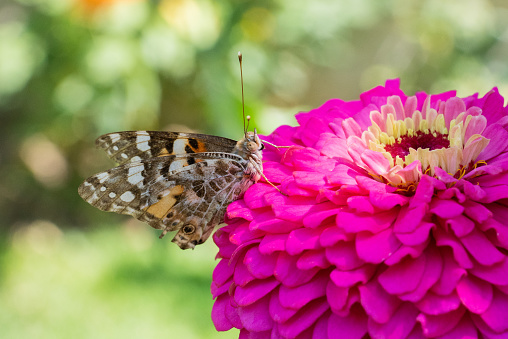 Vanessa on a pink Flower