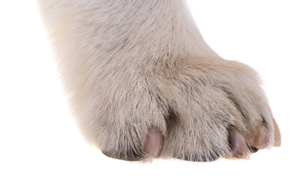 istock dog paw isolated 1417021116
