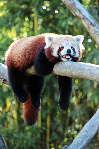 A cute red panda is relaxing and sleeping on a tree during the summer heat.