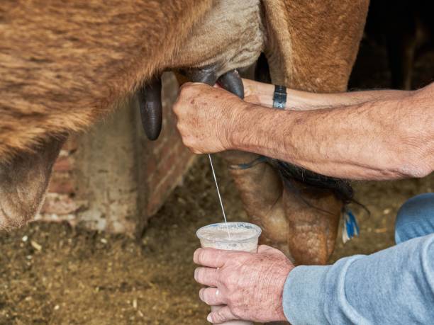 istock Experienced dairy farmer man milking a cow for 1417021268