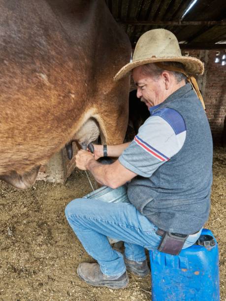 istock Experienced dairy farmer man milking a cow for 1417021271