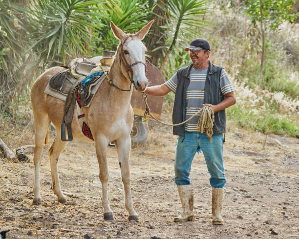 istock Farmer man posing with a horse flipping on camera rural 1417021299
