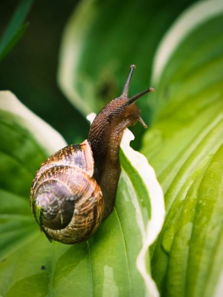 istock Vertical shot of a tiny snail crawling on a green leaf surface in daylight in a garden 1417021456