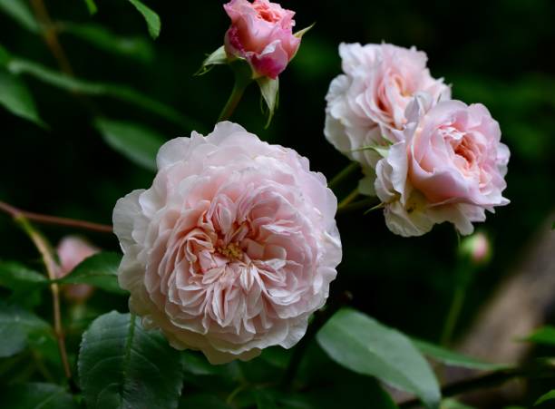gros plan de roses roses albrighton ramble poussant dans le jardin - ramble photos et images de collection