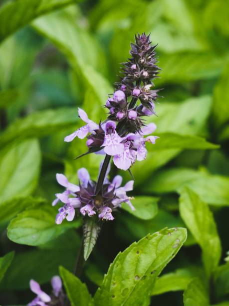 istock Selective focus shot of sweet basil (ocimum basilicum) flower 1417022512