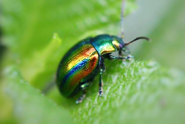 istock Beetle, insect in nature on leafs at the tree 1417022842