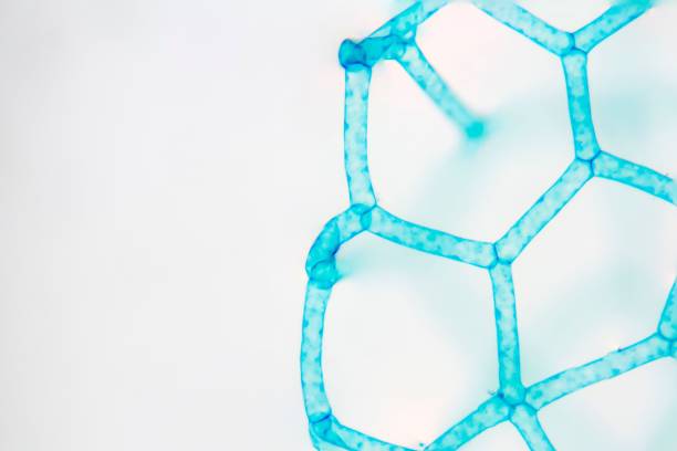 istock Hydrodictyon  showing mesh cells 1417023639