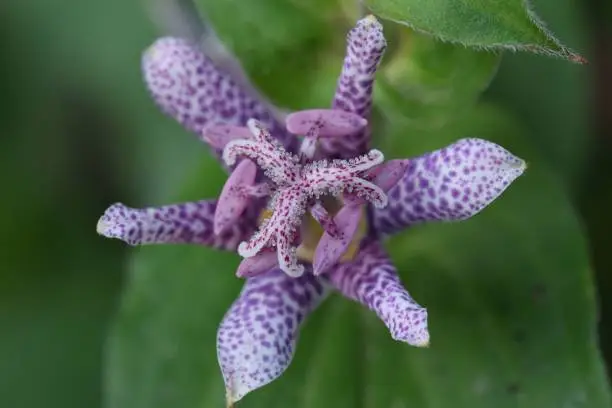 a Selective focus shot of a japanese toad lily (Tricyrtis hirta) in the garden