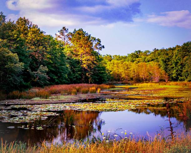 istock Summer colors on a water inlet 1417024374