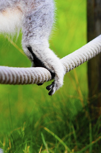 A vertical shot of an animal foot on a rope in a park