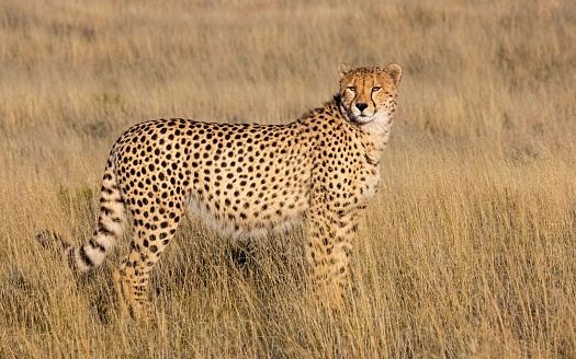 Cheetah on the hunt