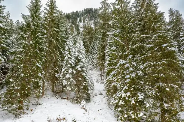 A beautiful landscape of fir forests on snowy Alpen mountains