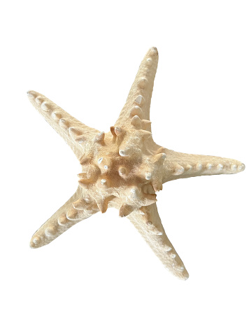 A Starfish with Path