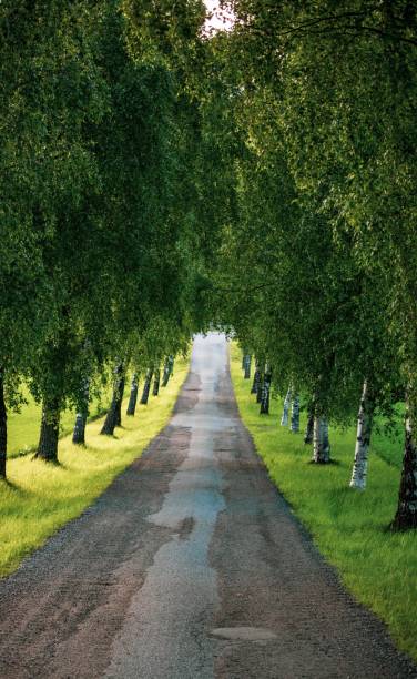 istock Vertical shot of a road with lined trees 1417025567