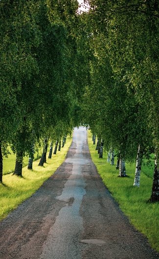A vertical shot of a road with lined trees