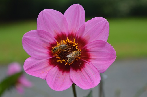 Two bees collecting pollen from a pink flower on blurred background