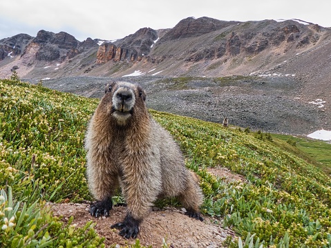 A cute shot of the Hoary marmot in the field and mountains in the background