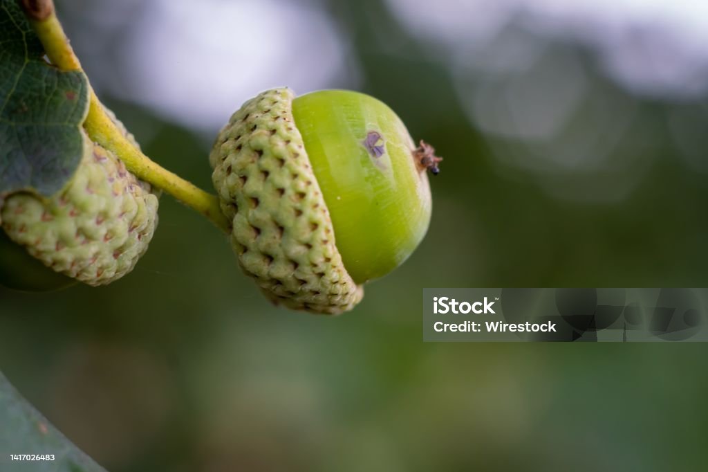 Closeup shot of a green acorn grown on the branch of a tree on a blurry background A closeup shot of a green acorn grown on the branch of a tree on a blurry background Acorn Stock Photo