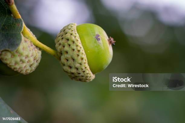 Closeup Shot Of A Green Acorn Grown On The Branch Of A Tree On A Blurry Background Stock Photo - Download Image Now