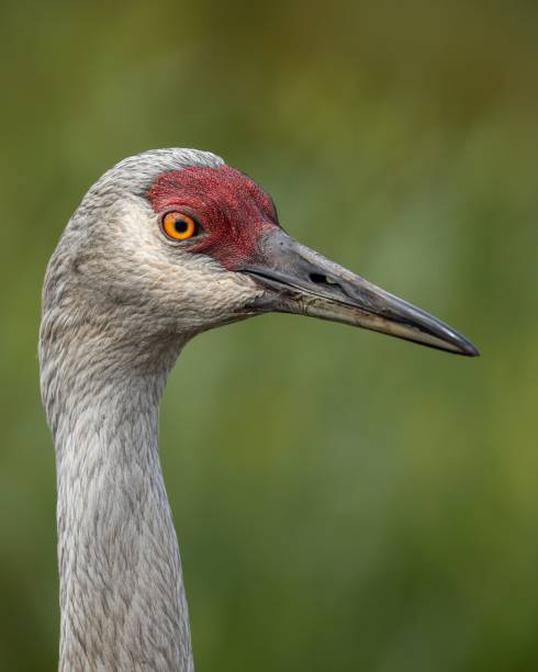 istock Vertical portrait of a Sandhill Crane 1417026564