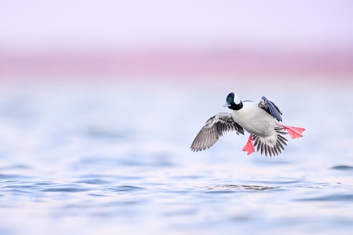 A closeup shot of a bufflehead flying over the still morning waves of the sea
