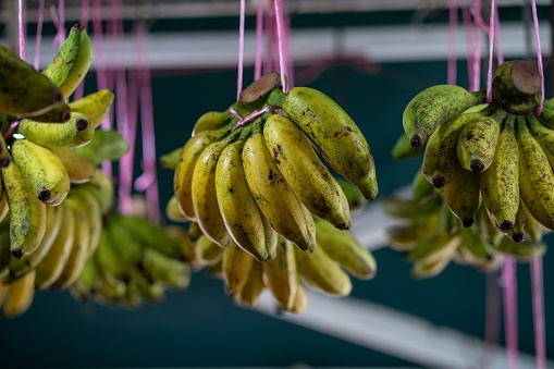 bunch of bananas hanging on display, close up shot