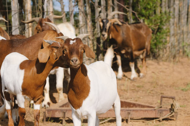 istock Cute boer goat face with horns on farm 1417027449