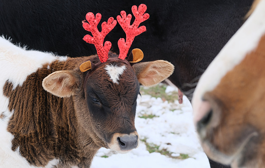 Calf cow in reindeer antlers for Christmas costume on farm.