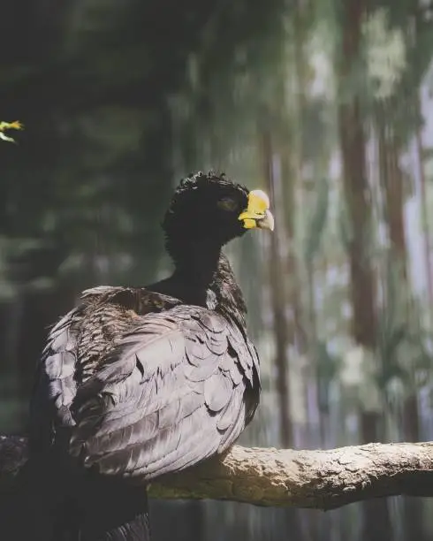 A vertical shot of a great curassow with a yellow beak sitting on a wooden branch in sunlight