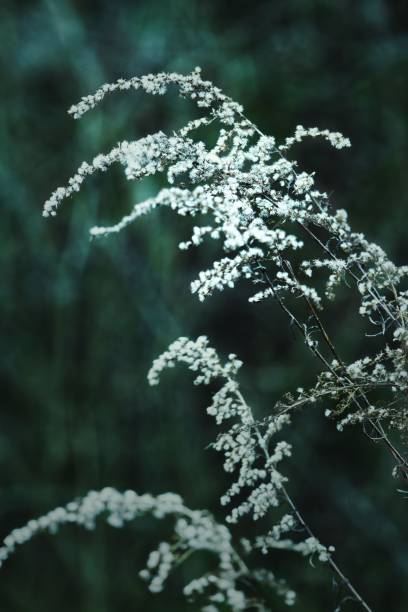 istock white flower in summer 1417027900