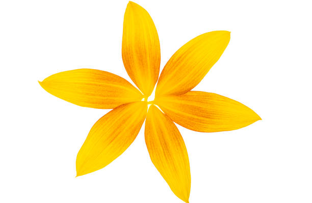sunflower petals isolated on white background