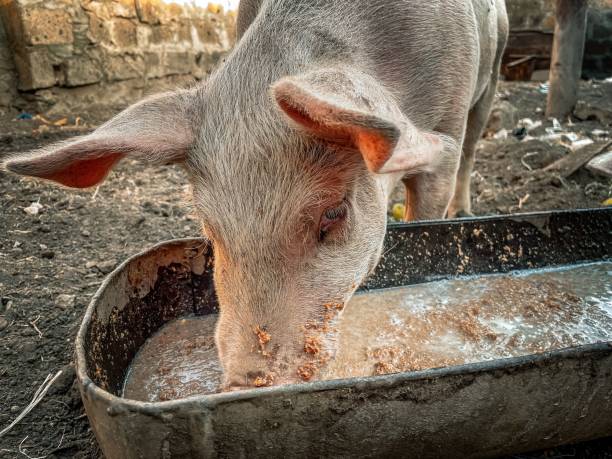 istock Pink pig eating from a feeding trough on the farm 1417028584