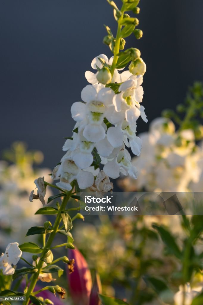 Vertical selective focus of White Angelonia A vertical selective focus of White Angelonia Angelonia Stock Photo