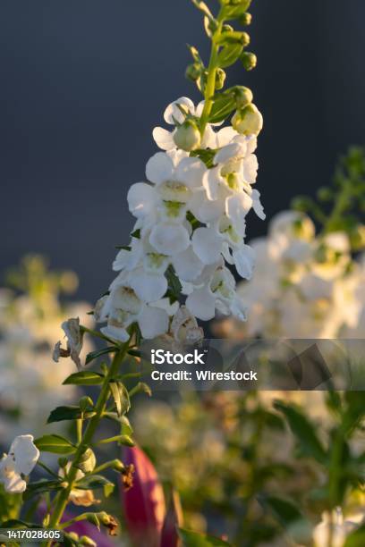 Vertical Selective Focus Of White Angelonia Stock Photo - Download Image Now - Angelonia, Blossom, Color Image