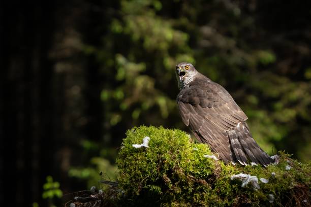 istock Closeup shot of a beautiful Sparrowhawk 1417031156