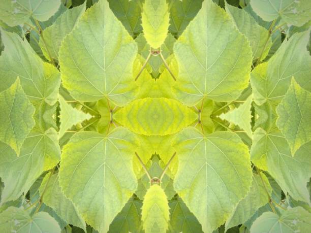 istock A beautiful symmetrical pattern of overlapping and intersecting leaves, foliage, and natural forms 1417031540